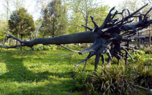 Penone Giuseppe, L'Arbre des voyelles, 1999