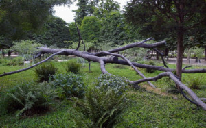 Penone Giuseppe, L'Arbre des voyelles, 1999