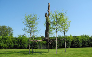 Penone Giuseppe, Elevation, 2011, bronze et arbres