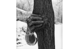 Penone Giuseppe - Alpes maritimes. Il poursuivra sa croissance sauf en ce point - 1968 - Acier, arbre