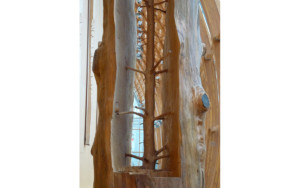Penone Giuseppe - Cèdre de Versailles - 2002-2003