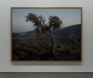Luc Delahaye
Récolte, 2015
Tirage chromogène numérique 198,9 x 260 cm
205,5 x 267 x 6 cm (encadré)
Courtesy de l’artiste et Galerie Nathalie Obadia Paris / Bruxelles